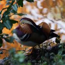 원앙파크 이미지