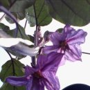 진들농장 이미지