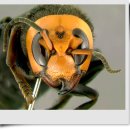 벌 종류와 응급처치 이미지