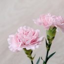 홍유가인 이미지