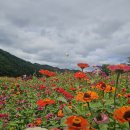 24,09.22. 평창 "백일홍"축제. 이미지