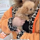 도그송 강아지분양 인천 송도점 이미지