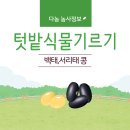 애니콩 주식회사 농업회사법인 | 텃밭 식물 기르기 - 콩 키우기 (백태, 서리태)