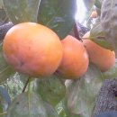 중인농장 이미지