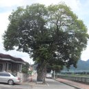 민주지산자연휴양림 이미지