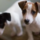 두테리어 이미지