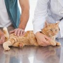 부천종합동물병원 이미지