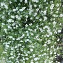 쌍꺼풀 수술 이미지