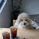 젤리조아 이미지