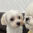 하이마이댕댕 이미지