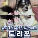 간식당 | 도리쯔 인천 송도 애견 수제 간식 강아지 케이크 후기