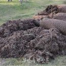 하마정원 이미지