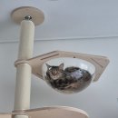 몽이냥이 | 신주쿠 고양이 카페 '모카(MOCHA)' 종일권 내돈내산 후기 (무제한 음료 &amp; 식사시간 장관 직관)