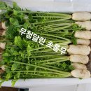 초롱농장 Daum카페
