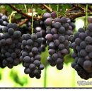 최정용 농장 이미지