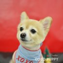 퍼피쿠키 이미지