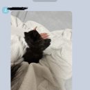 프리미엄먼치킨 이미지
