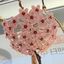 꽃이피는떡 | 드디어 호야 꽃이 피었습니다! 꽃이 피면 떡을 돌린다는 이유와 호야의 모든 것
