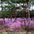 4월 16일(수) 수요답사 : 여주 세종대왕영릉 진달래동산 이미지