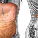 parietal peritoneum(벽쪽복막) 이미지