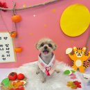 오늘도 예쁜 그루밍 | 천안애견미용 &lt;코코그루밍&gt;에서 감정케어받은 땅콩이 후기