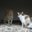 딩동댕동 이미지