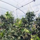 유명자농장 이미지