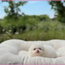 광주 강아지분양 고양이분양 어반펫 광주본점 이미지