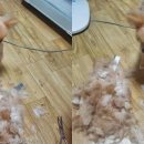 강아지랑나랑 이미지