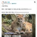 애가