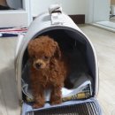 쿨펫(평촌) 이미지