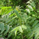 참중나무 이미지