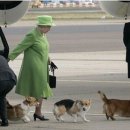 프린스 코기 이미지