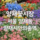양재꽃시장 · 양재동 화훼공판장] 어버이날, 스승의날 카네이션 구매 후기 · 꽃바구니, 화분, 생화 추천