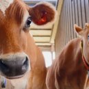 유대목장 이미지