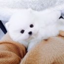 솜뭉치 이미지