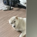순진이가 여행을 떠났어요 이미지