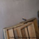 날라리 생선가게 이미지