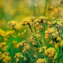 창녕 개비리길 펜션 | 영상 앨범산 &#34;창녕 화왕산&amp;구룡산편,,