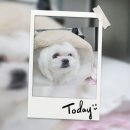 판교 P&P 동물병원 이미지