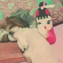 또오옥 이미지