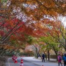 가을여행 | 11월 가을 단풍여행 명소 정읍 내장산 당일치기 가을여행 후기