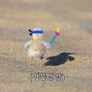 위풍당당