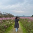 된밭근린공원 | 세종코스모스 명소 용수천 보리밭 사잇길(Feat. 숲뜰근린공원)