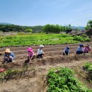 ＜에코팜 텃밭놀이＞ 고구마 심기 이미지