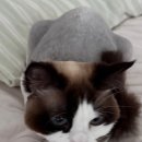 루이동물미용 | 강남 고양이 무마취미용 살롱드야옹 강남점에서 4살 루이 인생 첫 미용하고 왔어요!