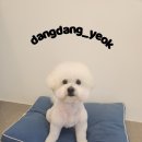 망고 애견 이미지