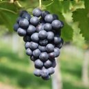 동운농장 이미지