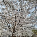 봉주르봉 | 벚꽃놀이 <양재천> 방문기