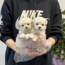 창원강아지분양 헬스독 애견입양 말티푸들포메라니안미니비숑 | 부산강아지분양 헬스독 애견입양 말티푸들포메라니안미니비숑 부산 강아지분양